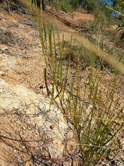 Acacia juncifolia