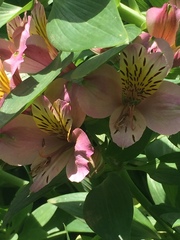 Alstroemeria aurea