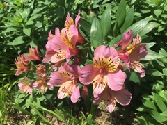 Alstroemeria aurea