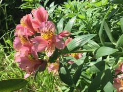Alstroemeria aurea