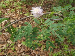 Mimosa tricephala