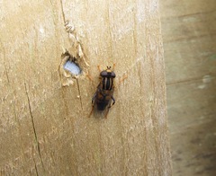 Helophilus antipodus