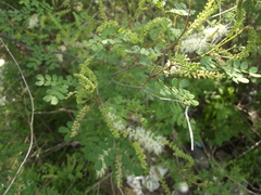 Mimosa distachya