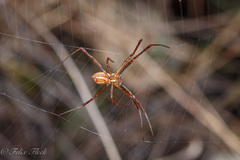 Argiope trifasciata