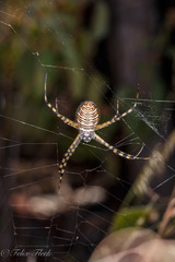 Argiope trifasciata