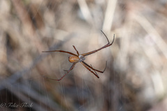 Argiope trifasciata