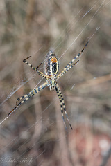 Argiope trifasciata