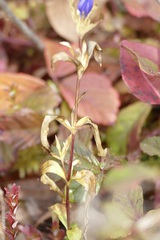 Gentiana linearis
