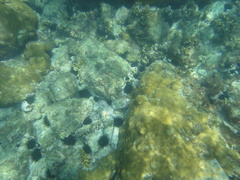 Echinometra lucunter