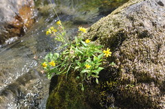 Arnica lanceolata