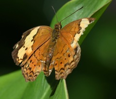Cupha erymanthis lotis