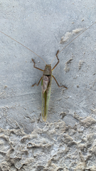 Tettigoniidae