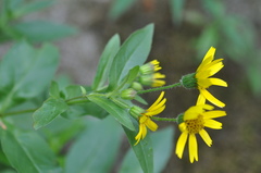 Arnica lanceolata