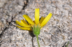 Arnica lanceolata