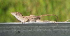 Anolis sagrei