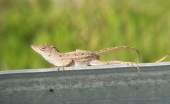 Anolis sagrei