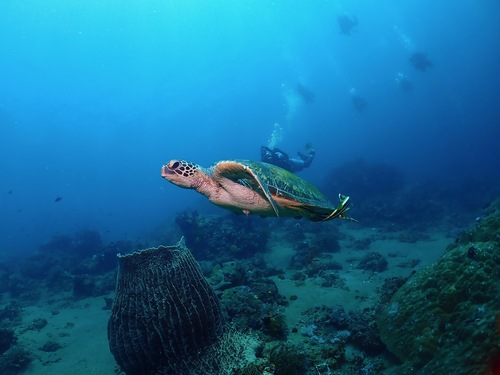 Green turtle