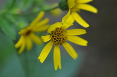 Arnica lanceolata