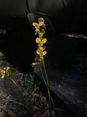 Diuris aurea