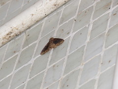 Ercheia umbrosa
