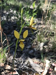 Diuris aurea