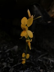 Diuris aurea