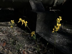 Diuris aurea
