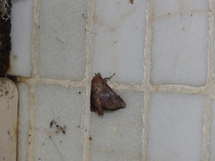 Griseothosea fasciata