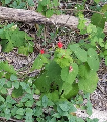 Malvaviscus arboreus drummondii