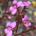 Stylidium torticarpum - Photo (c) overlander (Gerald Krygsman), some rights reserved (CC BY-NC), uploaded by overlander (Gerald Krygsman)