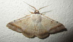 Ctenusa pallida