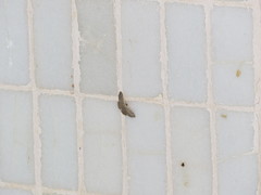 Idaea costiguttata