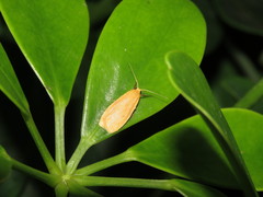 Paralithosia shaowuica