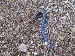Plestiodon multivirgatus
