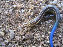 Plestiodon multivirgatus