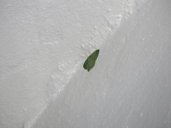 Pelagodes antiquadraria