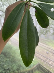 Alstonia