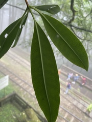 Alstonia
