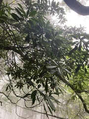 Alstonia