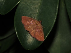 Sarobides inconclusa