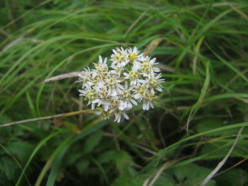 Aster fastigiatus iNat (3)