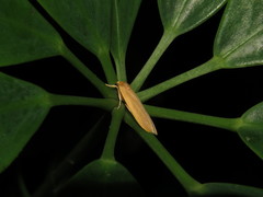 Danielithosia immaculata