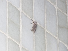 Polyphagozerra coffeae