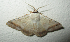 Ctenusa pallida