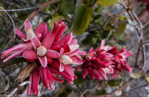 Adenia densiflora