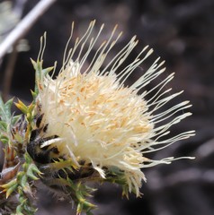 Banksia kippistiana