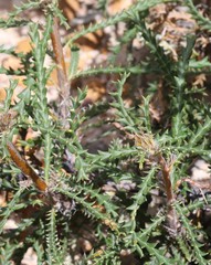 Banksia kippistiana
