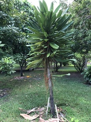 Clavija domingensis