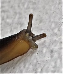 Laevicaulis natalensis natalensis