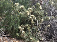 Banksia kippistiana